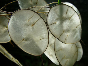 Coin plant/Josef Stuefer